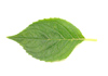 �t