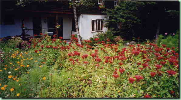 モナルダの花