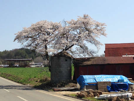 サイロの向こうの桜