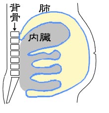 腹水 セルフ チェック