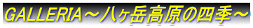 GALLERIA`x̎lG`