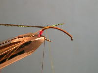 tS