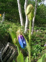 M.grandis 青けしの花