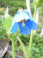 M.grandis 青けしの花