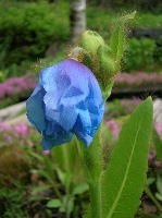M.grandis 青けしの花