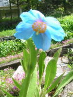 青いケシの開花