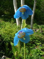 青いケシの開花