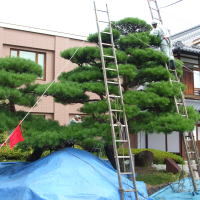 庭木剪定イメージ