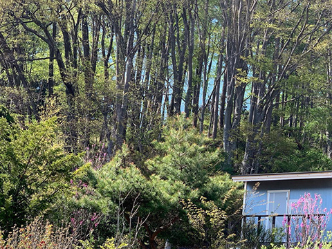 山の木々の芽吹き