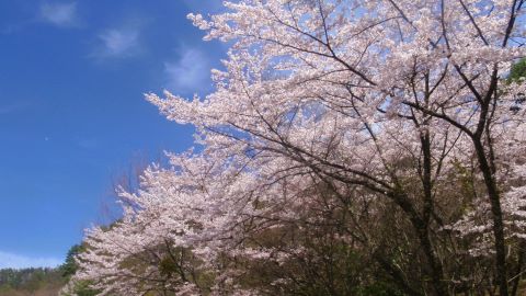 桜　横谷峡入口 にて