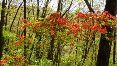 佐久市平尾山にて　ヤマツツジ