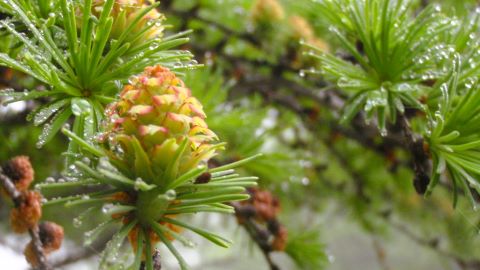 千駄刈の森 にて　カラマツの雌花