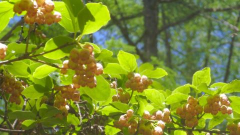 千駄刈の森 にて　サラサドウダンツツジ
