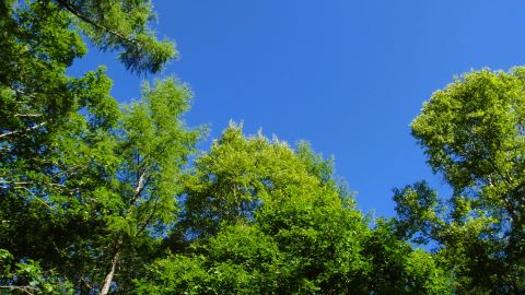千駄刈の森 にて