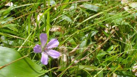 千駄刈の森 にて　野の花