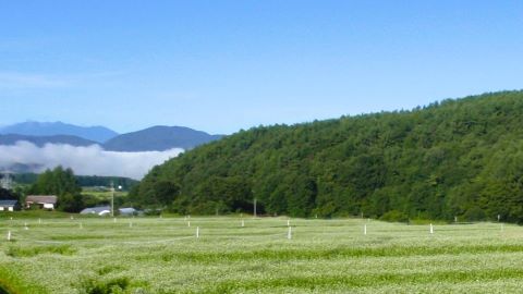 鉄山 にて　蕎麦の花