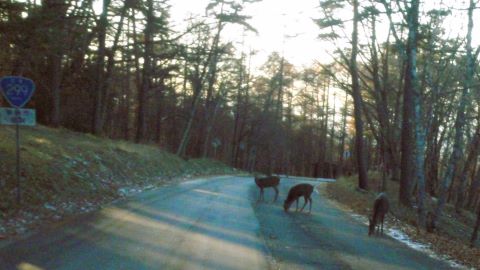国道299 の シカ