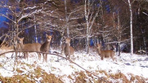 国道299にて　シカさん達