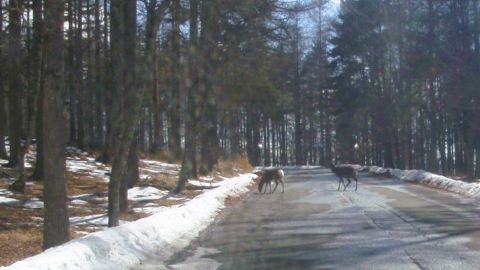 国道299にて　シカさん