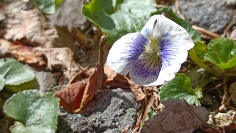 クライネ にて　スミレ