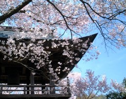 �[�p���T�N��