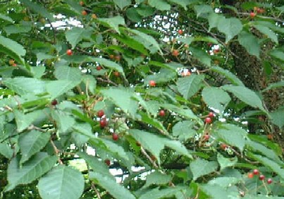 �T�N�����{