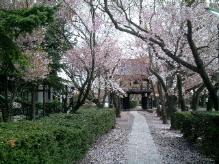 深叢寺桜