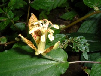 �^�}�K���z�g�g�M�X