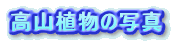 RA̎ʐ^