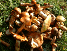 ߂ڂEڂ