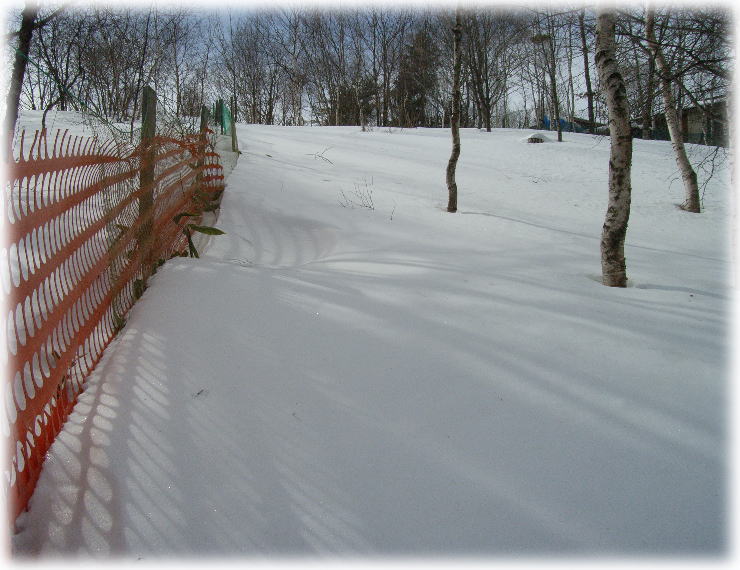 雪のドッグラン