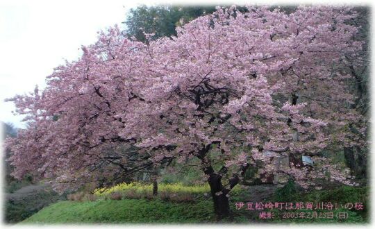 伊豆松崎の桜