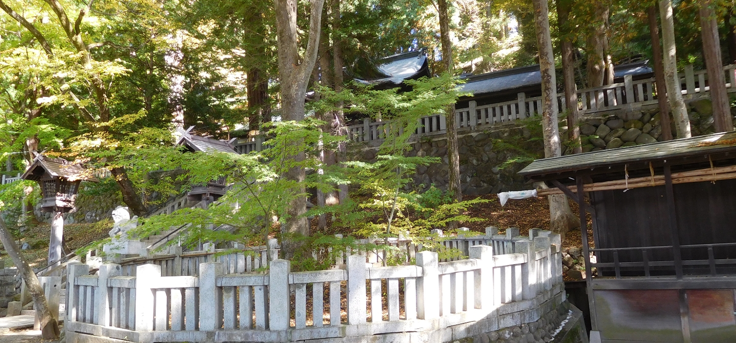 手長神社 境内のイロハモミジ