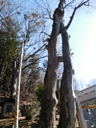むすひの大欅