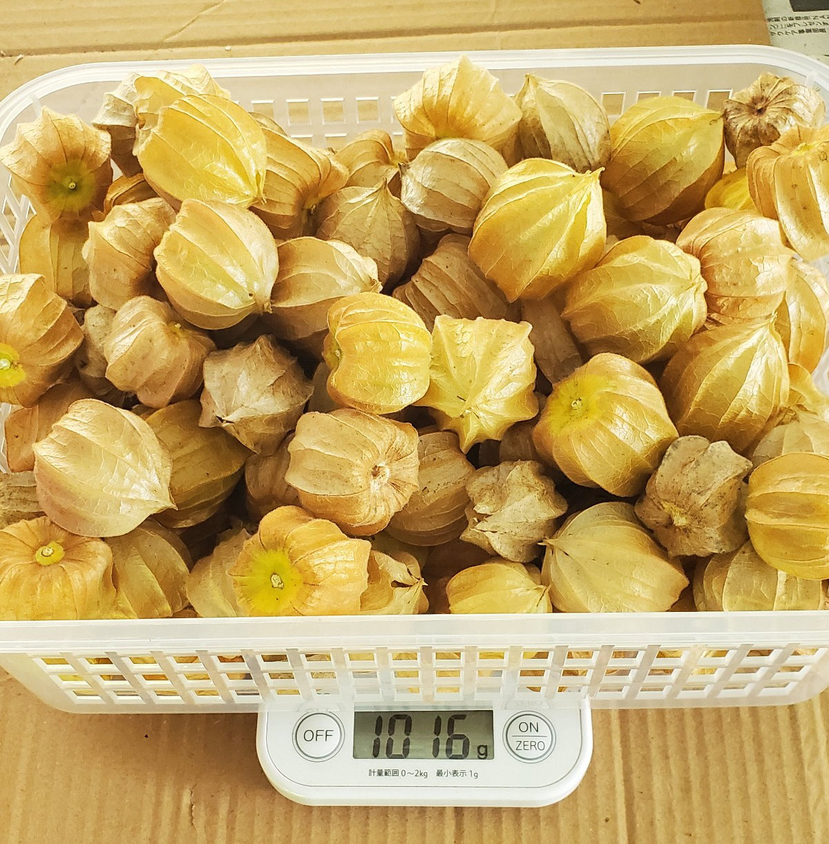ほおずき１キロ