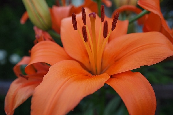 花１