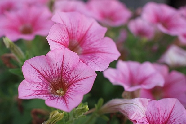 花２