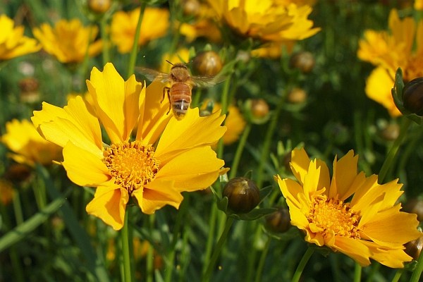 花３