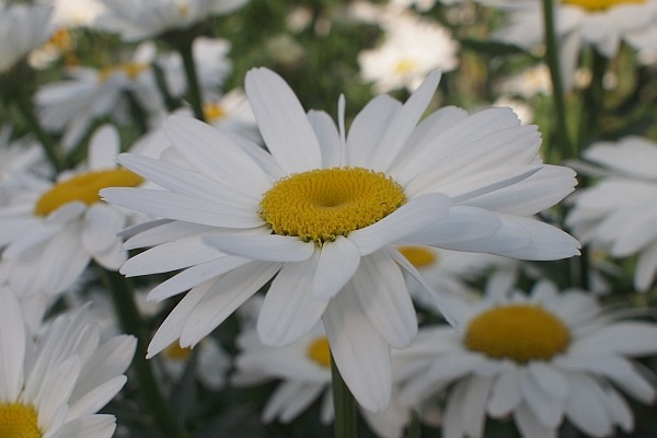 花４