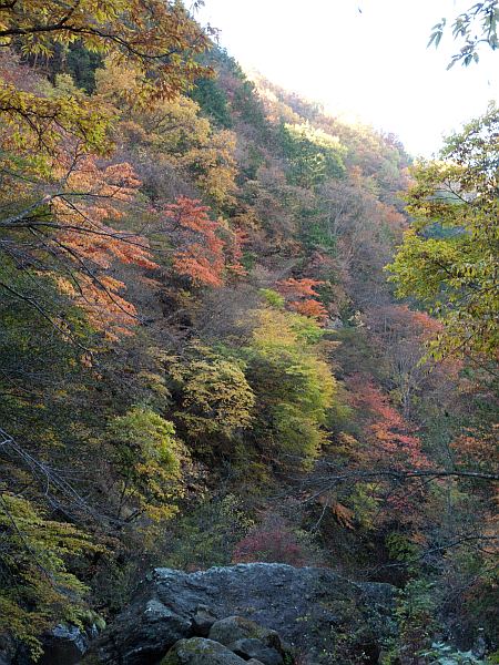 紅葉