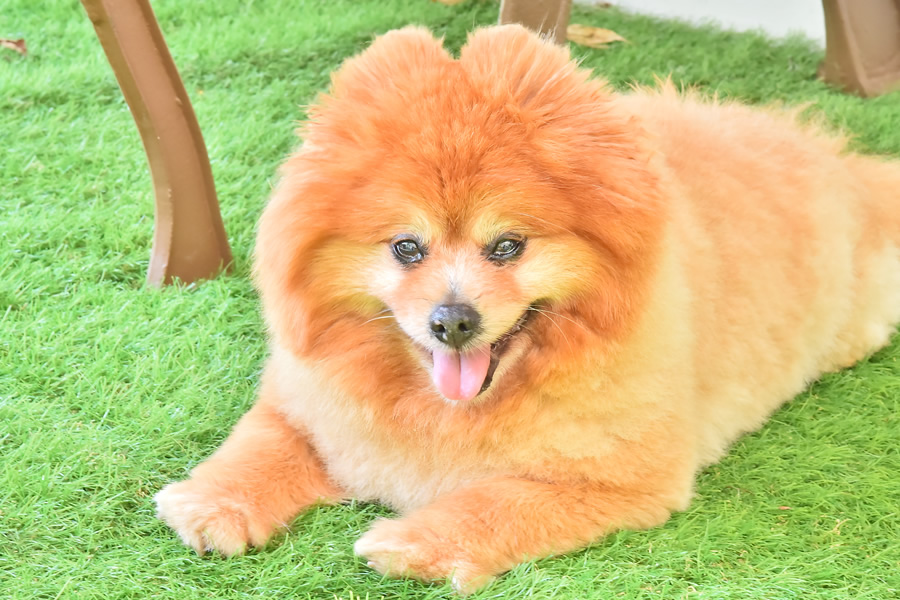 PET