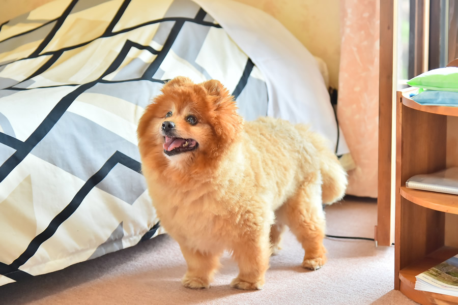 PET